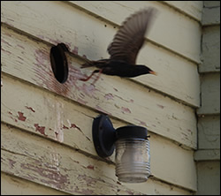 bird removal Los Gatos