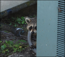 raccoon removal Los Gatos