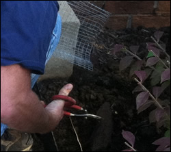 skunk removal Los Gatos